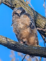 Bubo virginianus GREAT HORNED OWL 3048417z