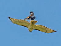 Buteo jamaicensis RED-TAILED HAWK 8038424z