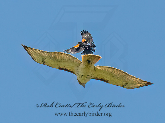 Buteo jamaicensis RED-TAILED HAWK 8038424z