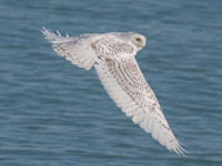 Bubo scandiacus SNOWY OWL 9092917z