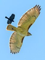 Buteo jamaicensis RED-TAILED HAWK 8038410z