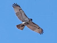 Buteo jamaicensis RED-TAILED HAWK 3048364z