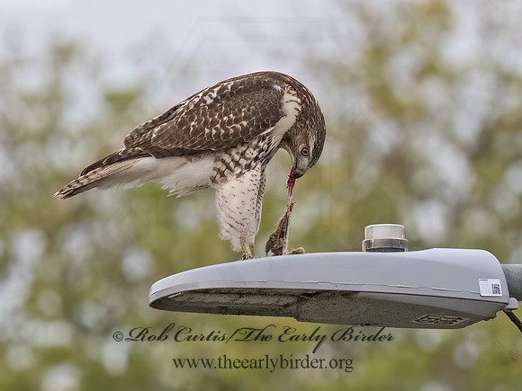Buteo jamaicensis RED-TAILED HAWK 8043035z