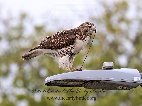 Buteo jamaicensis RED-TAILED HAWK 8043041z