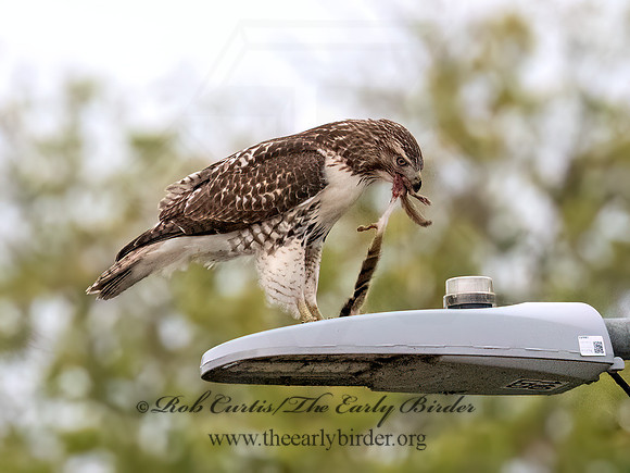 Buteo jamaicensis RED-TAILED HAWK 8043047z
