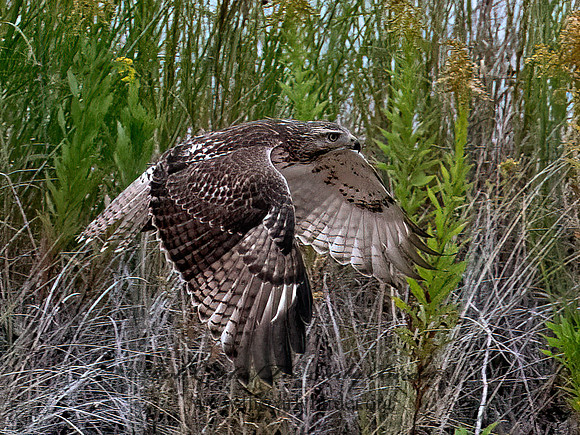 Buteo jamaicensis RED-TAILED HAWK 8043096z
