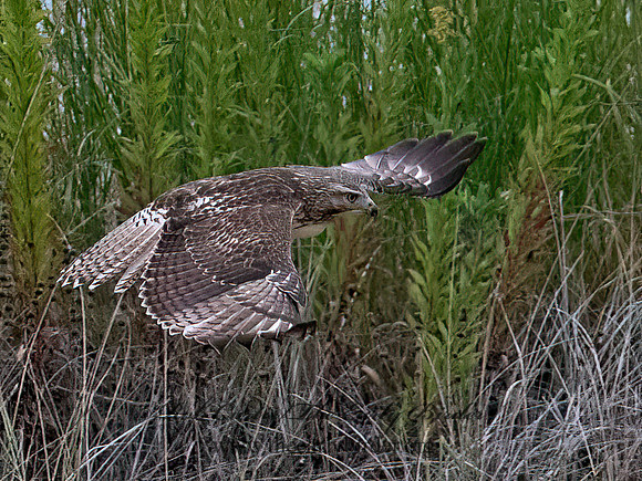 Buteo jamaicensis RED-TAILED HAWK 8043091z