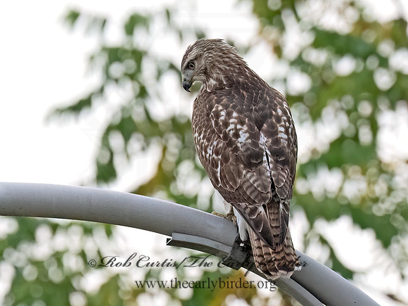 Buteo jamaicensis RED-TAILED HAWK 8043077z