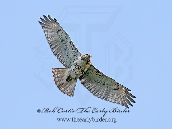 Buteo jamaicensis RED-TAILED HAWK 8041917z