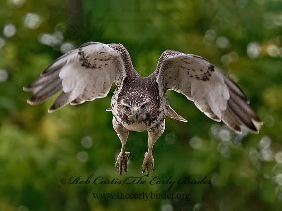 Buteo jamaicensis RED-TAILED HAWK 8043114z