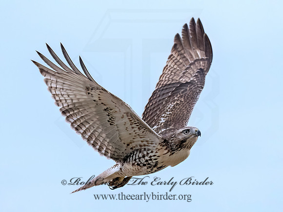 Buteo jamaicensis RED-TAILED HAWK 8043062z