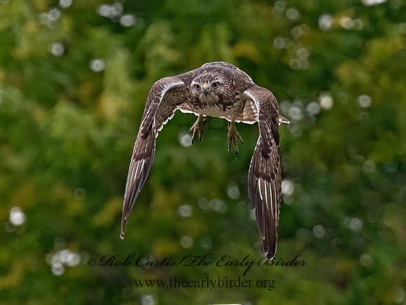 Buteo jamaicensis RED-TAILED HAWK 8043113z