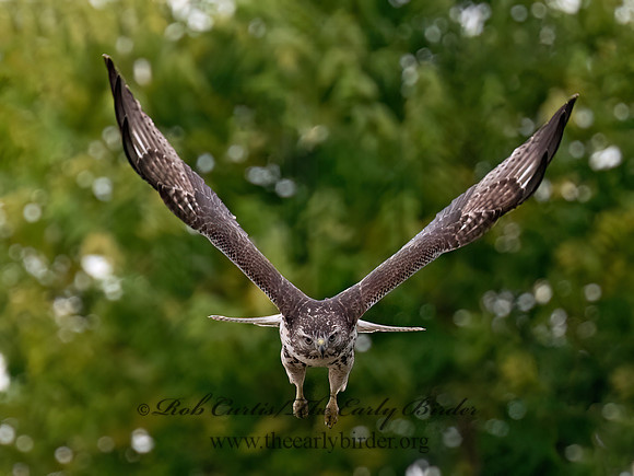 Buteo jamaicensis RED-TAILED HAWK 8043119z