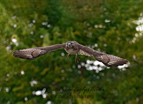 Buteo jamaicensis RED-TAILED HAWK 8043112z