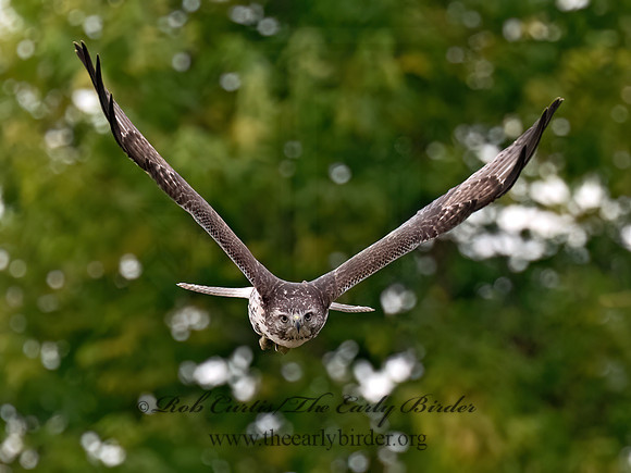 Buteo jamaicensis RED-TAILED HAWK 8043122z