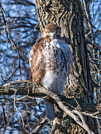 Buteo jamaicensis RED-TAILED HAWK 9092879z