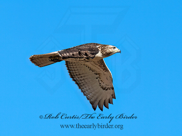 Buteo jamaicensis RED-TAILED HAWK 8043263z
