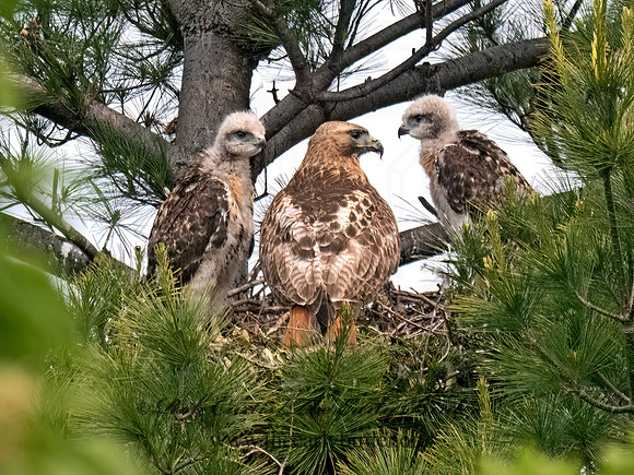 Buteo jamaicensis RED-TAILED HAWK 9095308z
