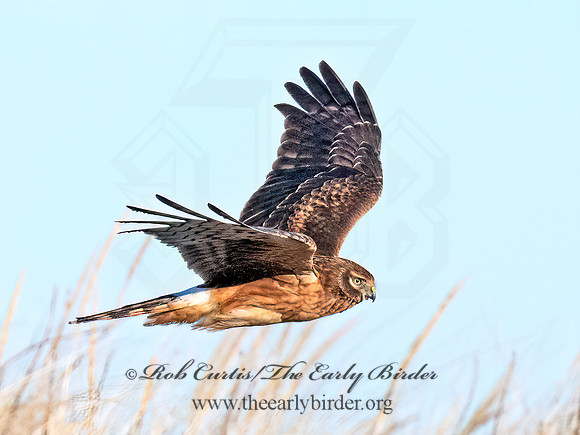 Circus hudsonius NORTHERN HARRIER 8046235z