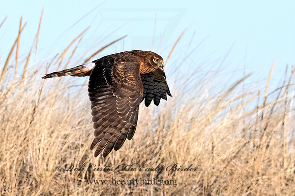 Circus hudsonius NORTHERN HARRIER 8046232z