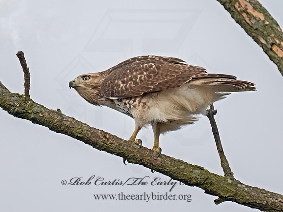 Buteo jamaicensis RED-TAILED HAWK 9098833z