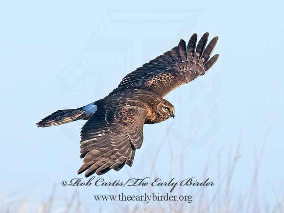 Circus hudsonius NORTHERN HARRIER 8046361z