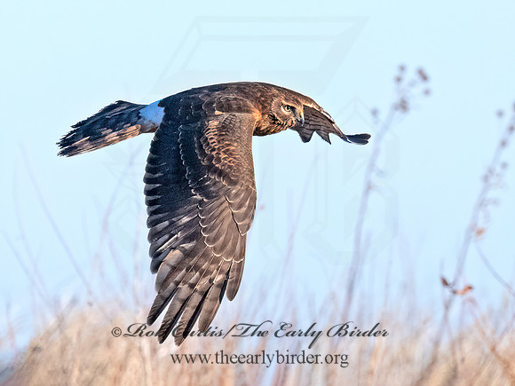 Circus hudsonius NORTHERN HARRIER 8046362z