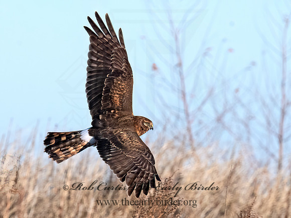 Circus hudsonius NORTHERN HARRIER 8046343z