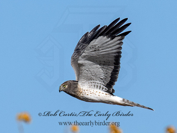 Circus hudsonius NORTHERN HARRIER 9091506z