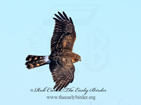 Circus hudsonius NORTHERN HARRIER 8046474z