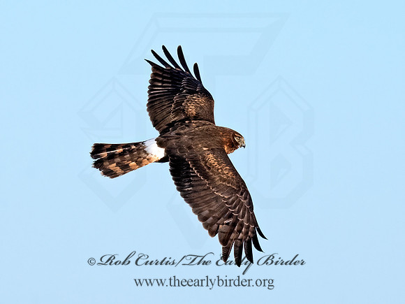 Circus hudsonius NORTHERN HARRIER 8046466z