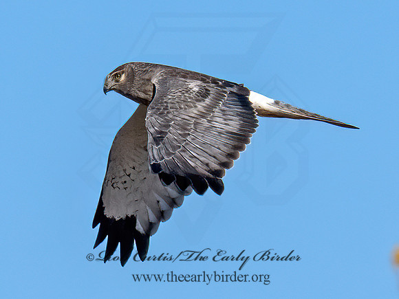 Circus hudsonius NORTHERN HARRIER 9091508z