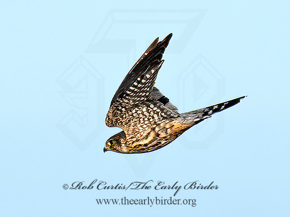 Falco columbarius MERLIN 8043131z