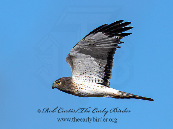 Circus hudsonius NORTHERN HARRIER 9091514z