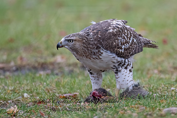 Buteo jamaicensis RED-TAILED HAWK 9098980z