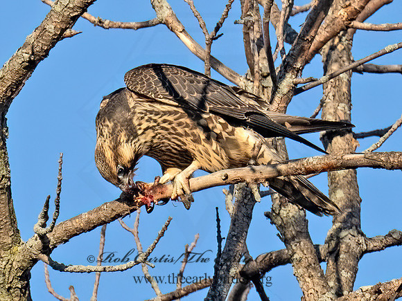 Falco peregrinus PEREGRINE FALCON 9091553z