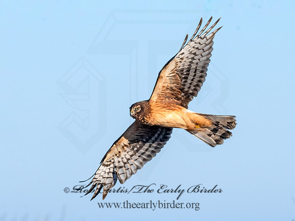 Circus hudsonius NORTHERN HARRIER 8046397z