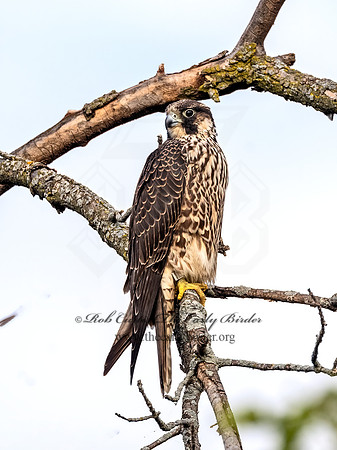 Falco peregrinus PEREGRINE FALCON 3047229z