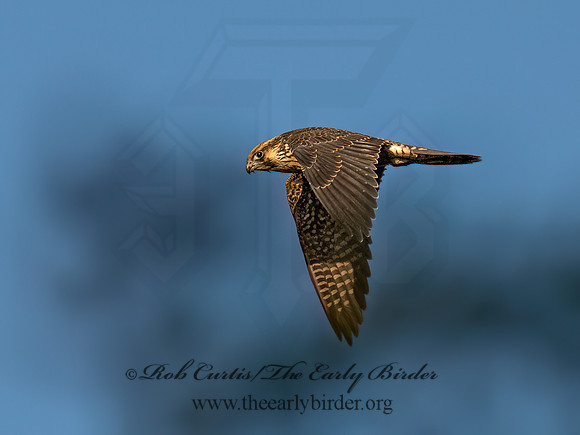 Falco peregrinus PEREGRINE FALCON 9091565z