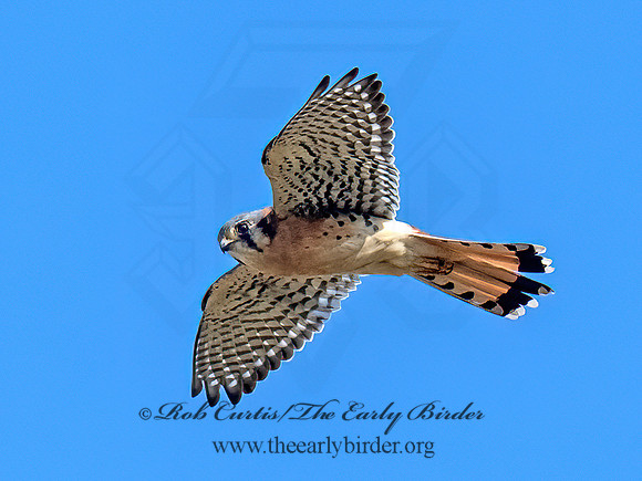 Falco sparverius AMERICAN KESTREL 9091588z