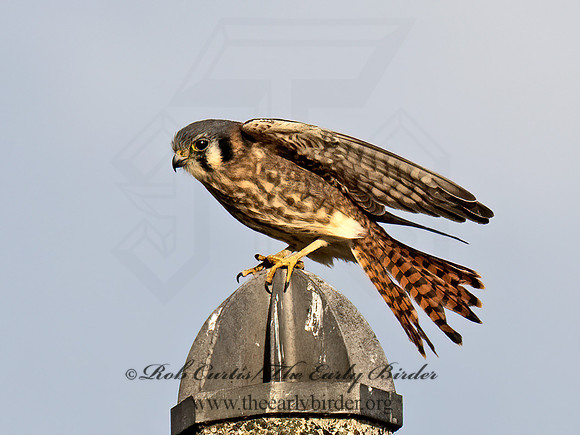 Falco sparverius AMERICAN KESTREL 9091657z