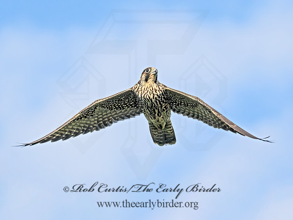 Falco peregrinus PEREGRINE FALCON 9091176z