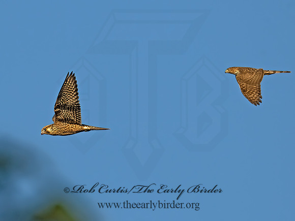 Falco peregrinus PEREGRINE FALCON 9091563z