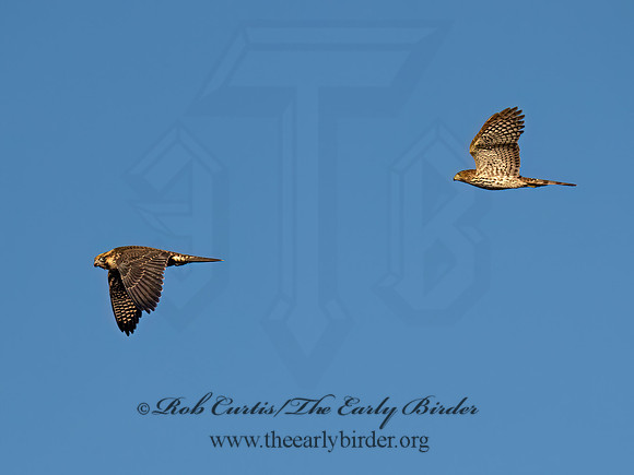 Falco peregrinus PEREGRINE FALCON 9091562z