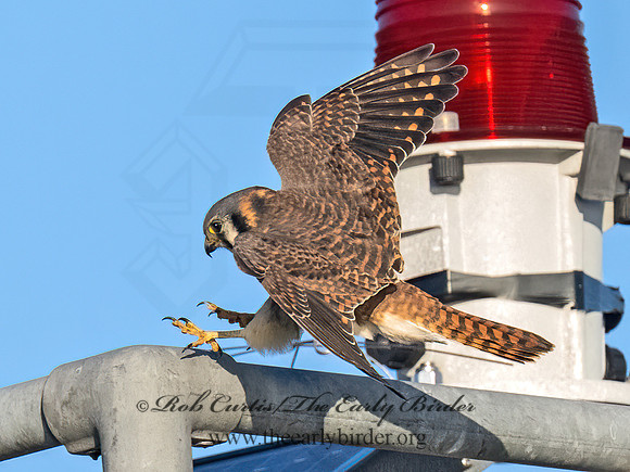 Falco sparverius AMERICAN KESTREL 9092021z