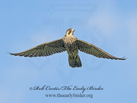 Falco peregrinus PEREGRINE FALCON 9091177z