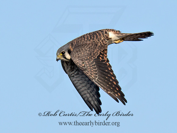 Falco sparverius AMERICAN KESTREL 9092075z