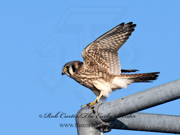 Falco sparverius AMERICAN KESTREL 9092044z