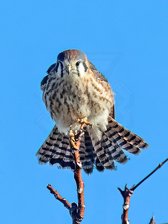 Falco sparverius AMERICAN KESTREL 9092768z