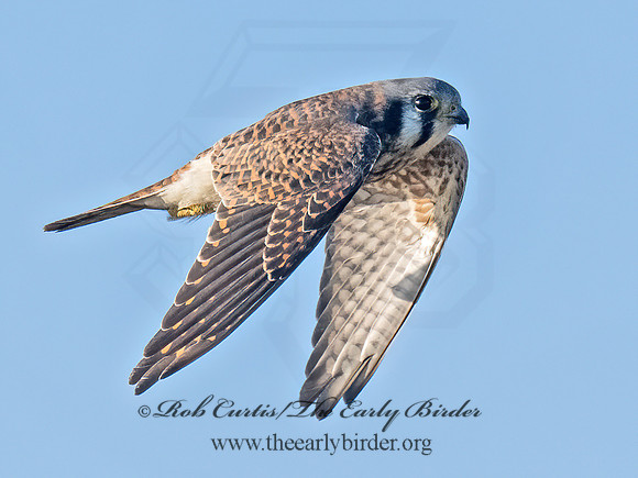 Falco sparverius AMERICAN KESTREL 9092112z